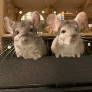 Royal_Chinchilla