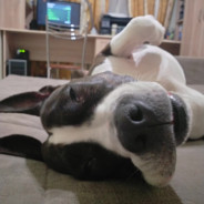 DICKoбpaɜcsgorun.pro*******