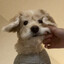 didjuno