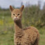 alpaca_top