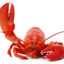 Lobster Gaming