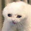 lelouch