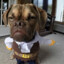 BULLDOG