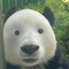 IJPANDA