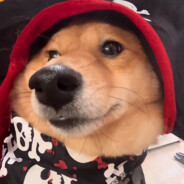 单身狗狗都不理