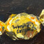 Werthers