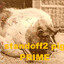 pig STANDOFF2 PRIME