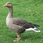 Grey Goose