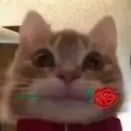 啊哈哈哈黑猫警长