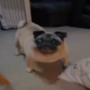 børdål avatar