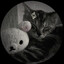 [MYR-MYR] dexly