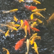 努力生活的粥粥