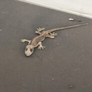 没麦就去玩单机游戏