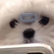 12-Sui_ᴸᵒᵛᵉ.