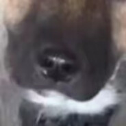 我不狗叫你听得懂？