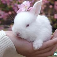 人畜无害小白兔