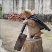 翠花跟我回家吧