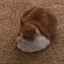 Scoobert