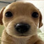 Renarszz-