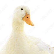 Deal duck(Ru) avatar