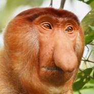 Big Nose Monke