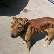 perro