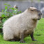 Big Capybara