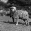 Sgt. Stubby