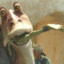 Jarjar