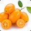 Kumquat [Velbud]