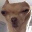 SpaceRabbit