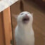 a screaming cat