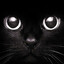 Black cat