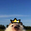 Agro ёж