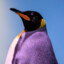 Purple Penguin