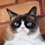 Grumpy Cat