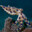 Hapalochlaena lunulata