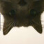 Cataru