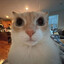 kito