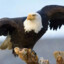 aguila calva