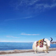 一定是运气问题