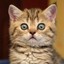 Я котик Ска