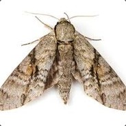 Lambaya Kafa Atan Kelebek