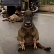 打我牛牛缩小10cm