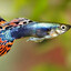Funny Guppy Gaming