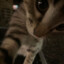 牡 マキグナ