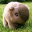 Wombat