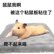 别骂鼠鼠了球球你了