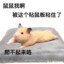 别骂鼠鼠了球球你了