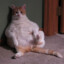 حلال Phat Pussy